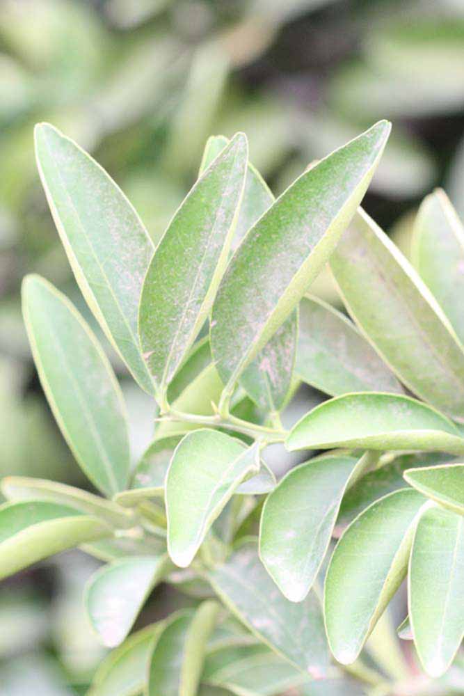              Sun leaves (Riverside, CA)       